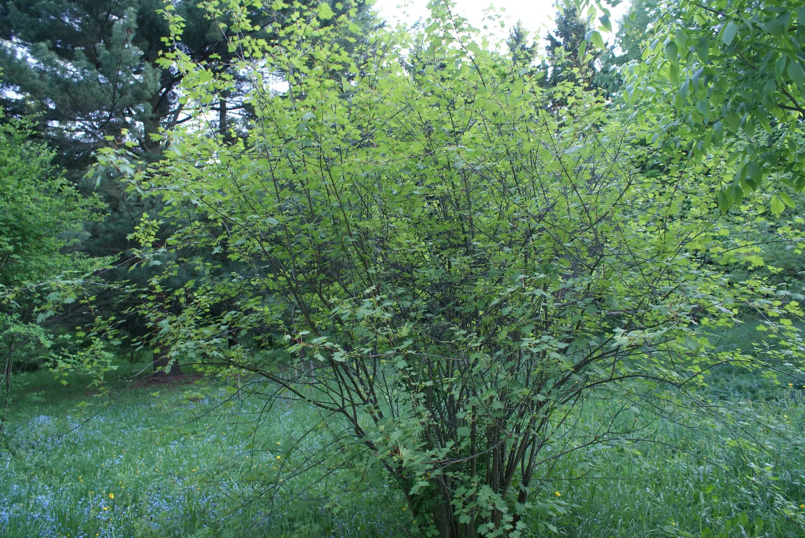 Rocky Mountain Maple (Acer Glabra) — measuring 2 to 5 inches across; approximately 1 inch per week, image 67