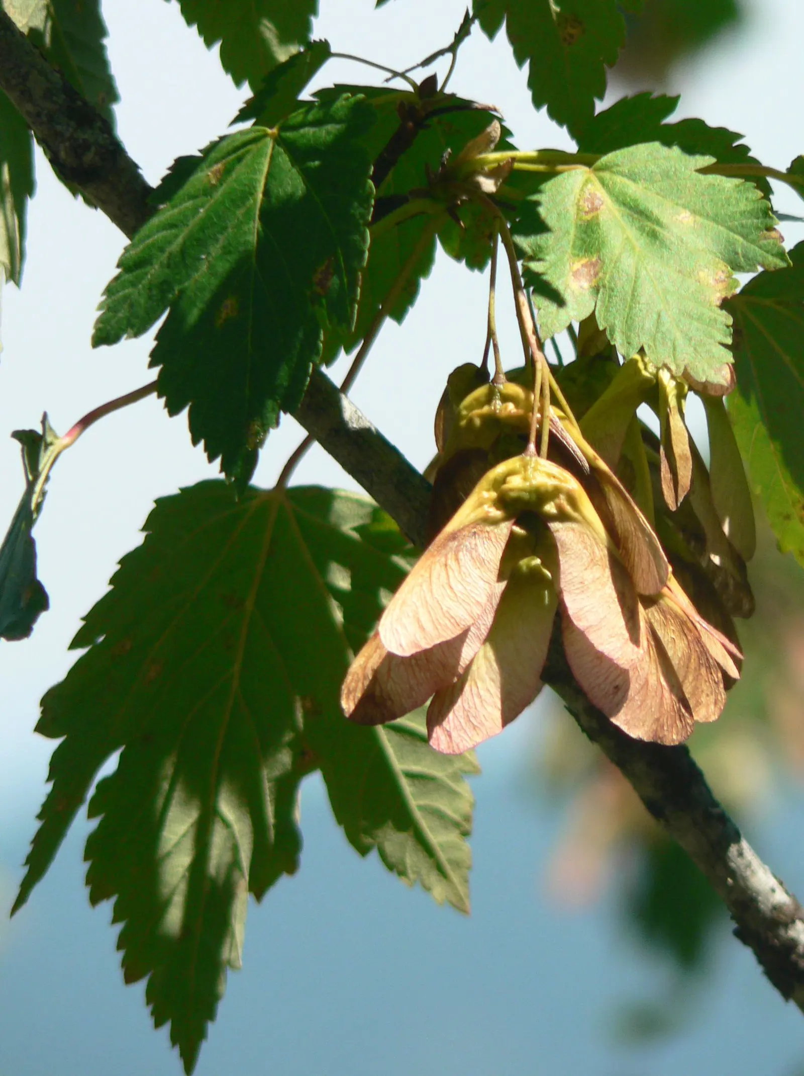 Rocky Mountain Maple (Acer Glabra) — whether from rainfall or manual watering.<br><br>Ideal for small garden spaces