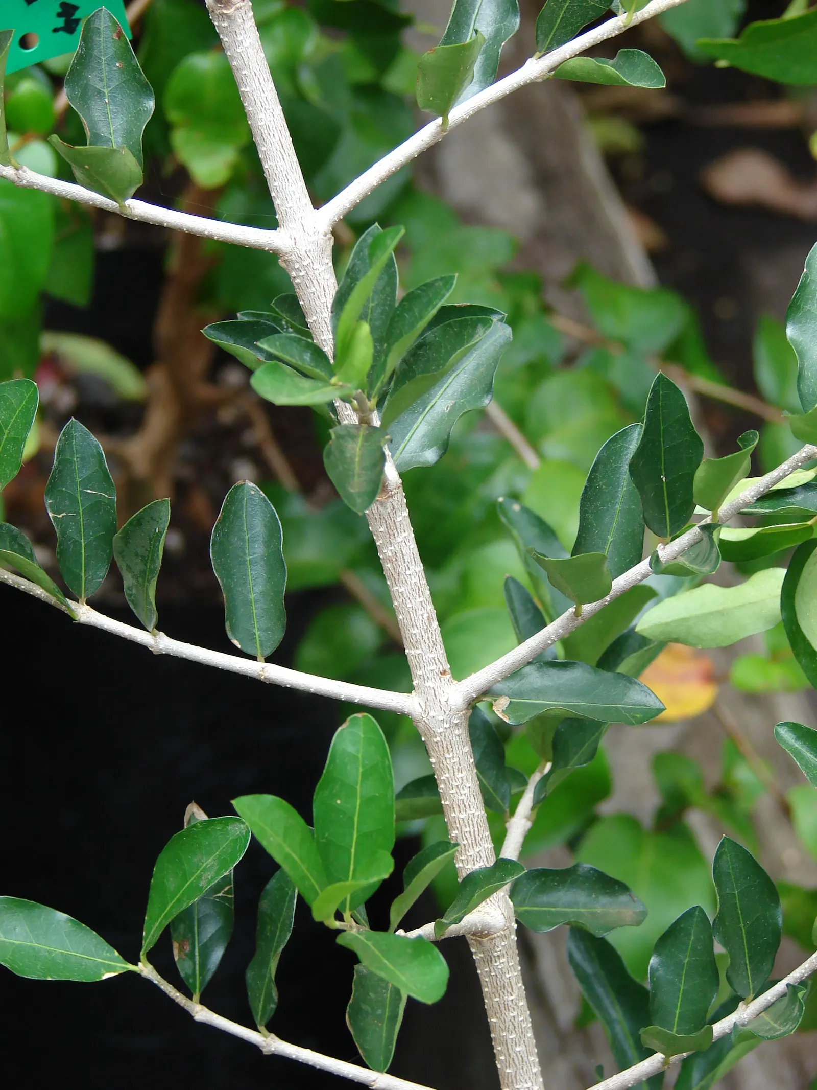 Rocky Mountain Maple (Acer Glabra) — It is adaptable to various soil types, though it prefers well-drained, moist soils