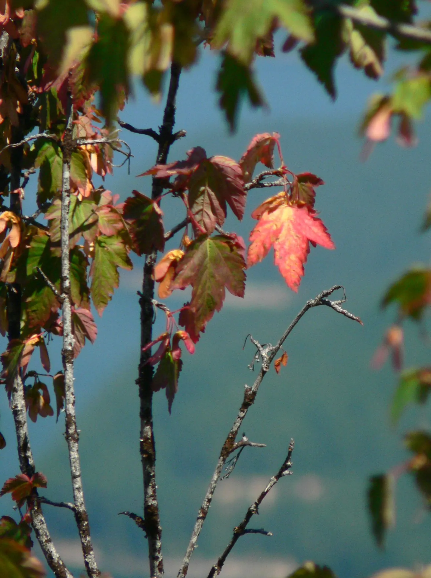 Rocky Mountain Maple (Acer Glabra) — such as birds and butterflies; enhancing the ecological value of the landscape