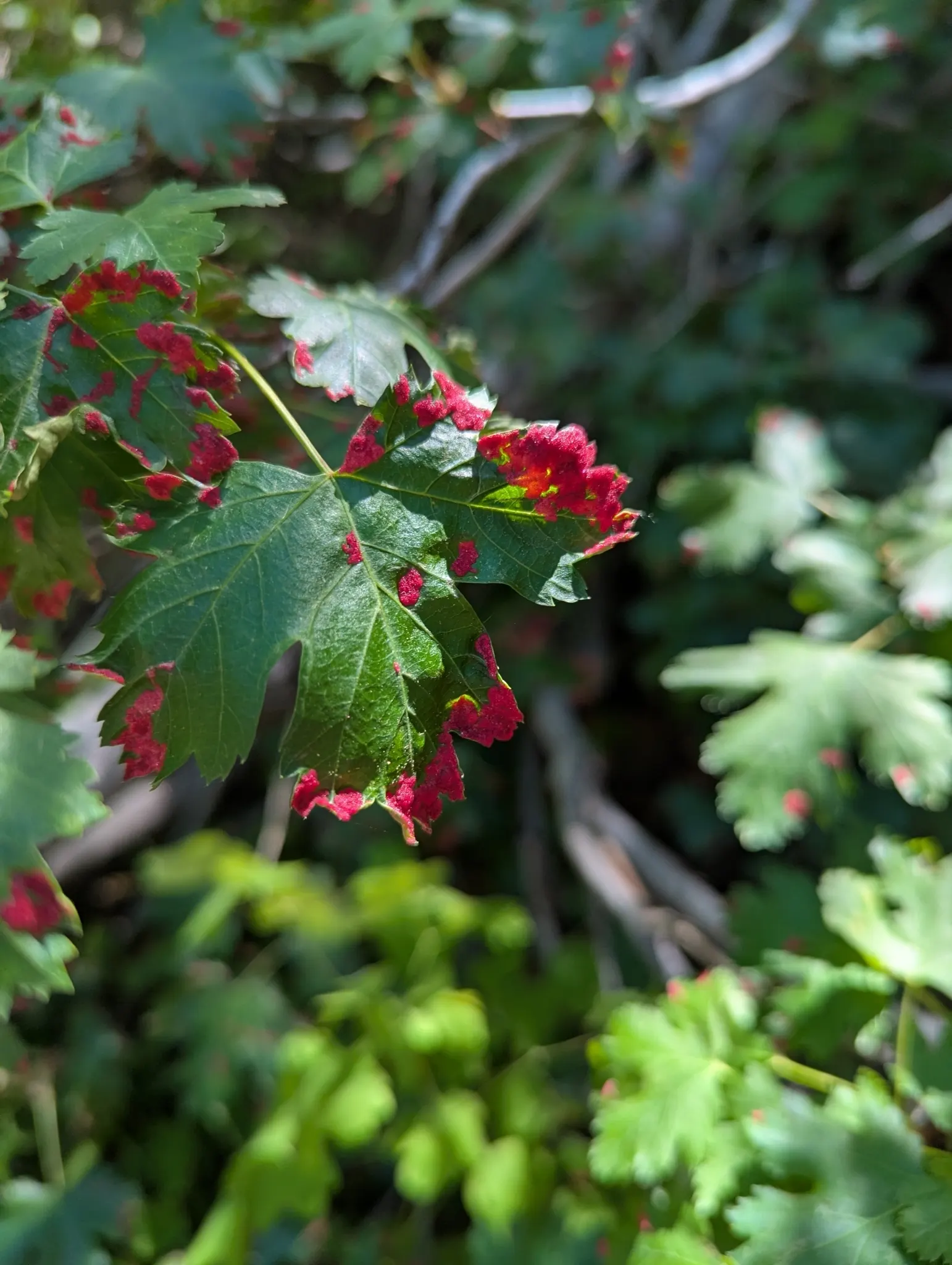 Rocky Mountain Maple (Acer Glabra) — shrub / tree for full or half; enhancing the ecological value of the landscape