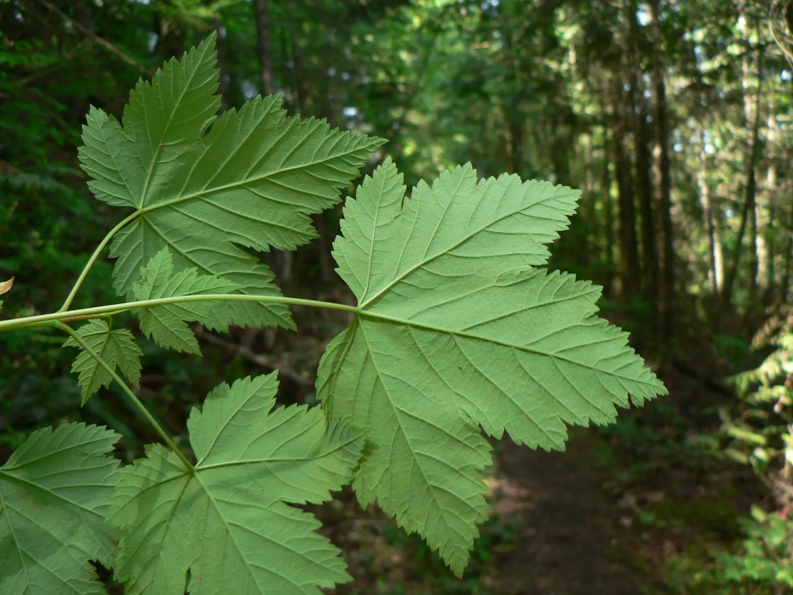 Rocky Mountain Maple (Acer Glabra) — It's relatively drought-tolerant once established; enhancing the ecological value of the landscape