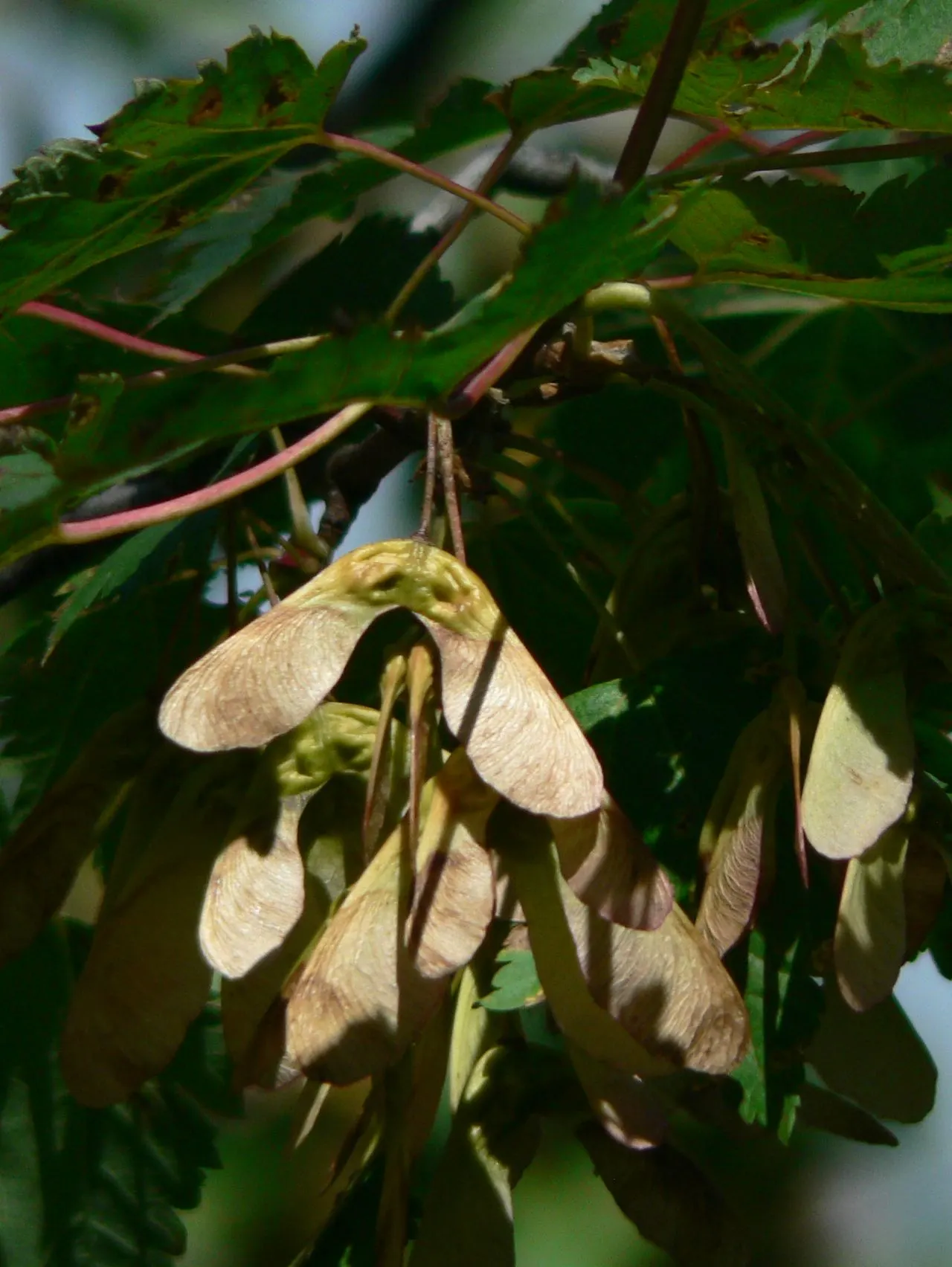 Rocky Mountain Maple (Acer Glabra) — measuring 2 to 5 inches across