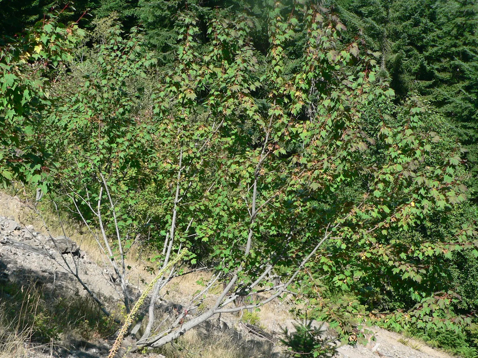 Rocky Mountain Maple (Acer Glabra) — Preferring zones 5-8, it thrives in well-drained soil and partial to full sun; enhancing the ecological value, image 60