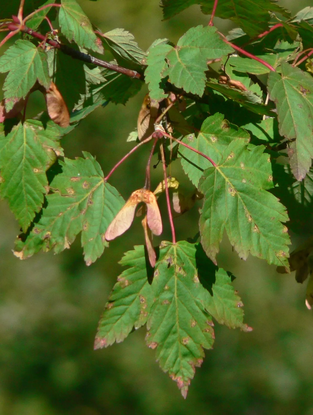 Rocky Mountain Maple (Acer Glabra) — shrub / tree with orange and red and yellow blooms