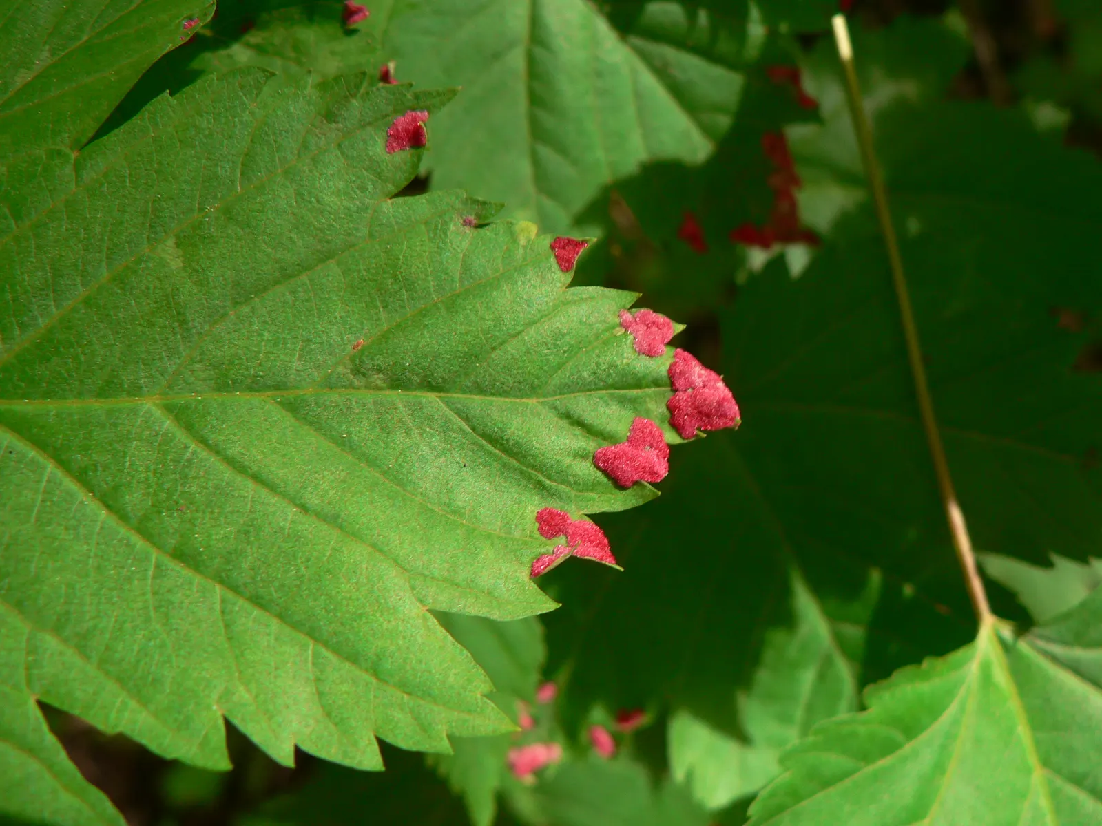 Rocky Mountain Maple (Acer Glabra) — measuring 2 to 5 inches across; approximately 1 inch per week