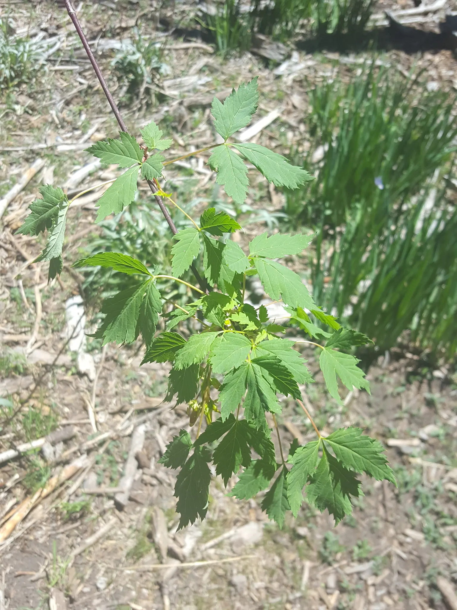 Rocky Mountain Maple (Acer Glabra) — typically growing 10-25 feet tall; measuring 2 to 5 inches across