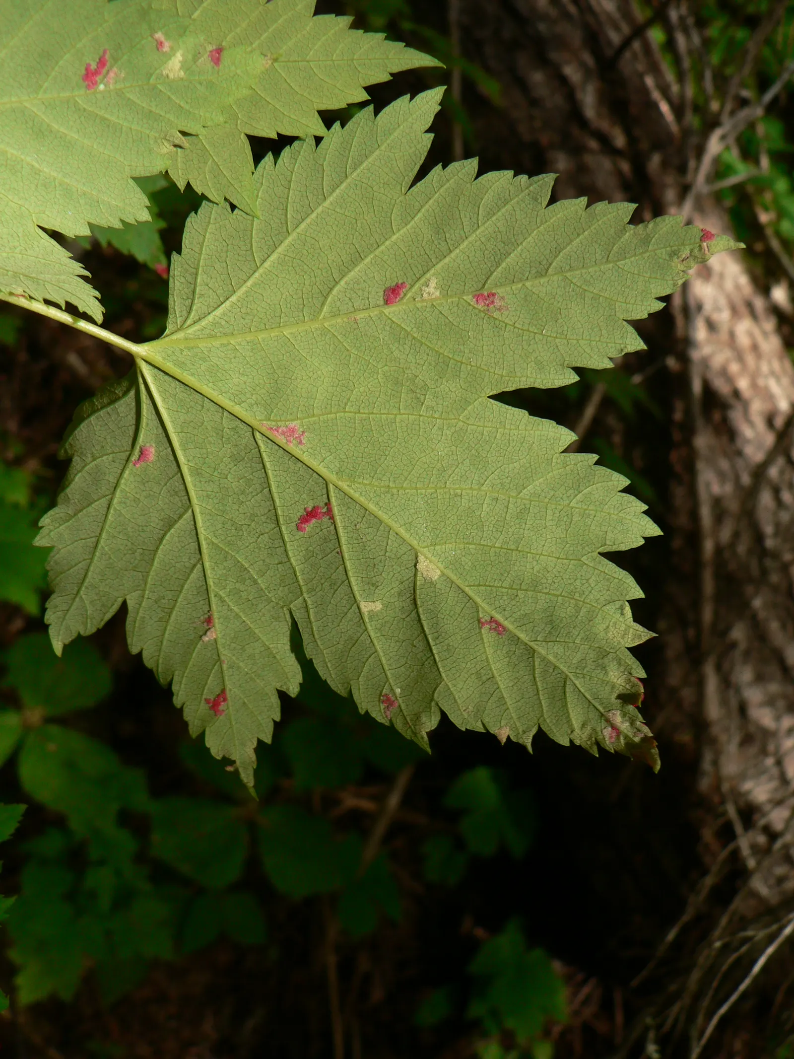 Rocky Mountain Maple (Acer Glabra) — it provides habitat and food sources for local wildlife