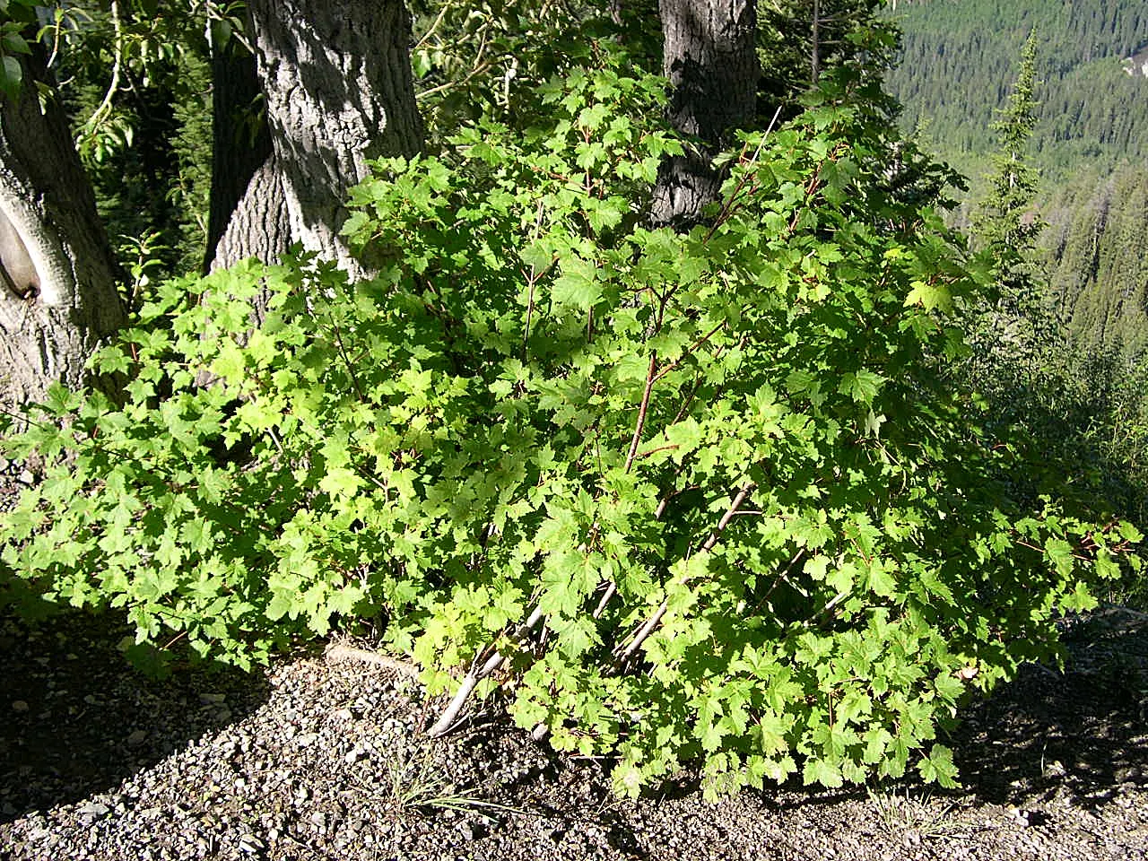 Rocky Mountain Maple (Acer Glabra) — Its modest root system is less aggressive than many maples; preferring zones 5-8, it thrives in well-drained soil and