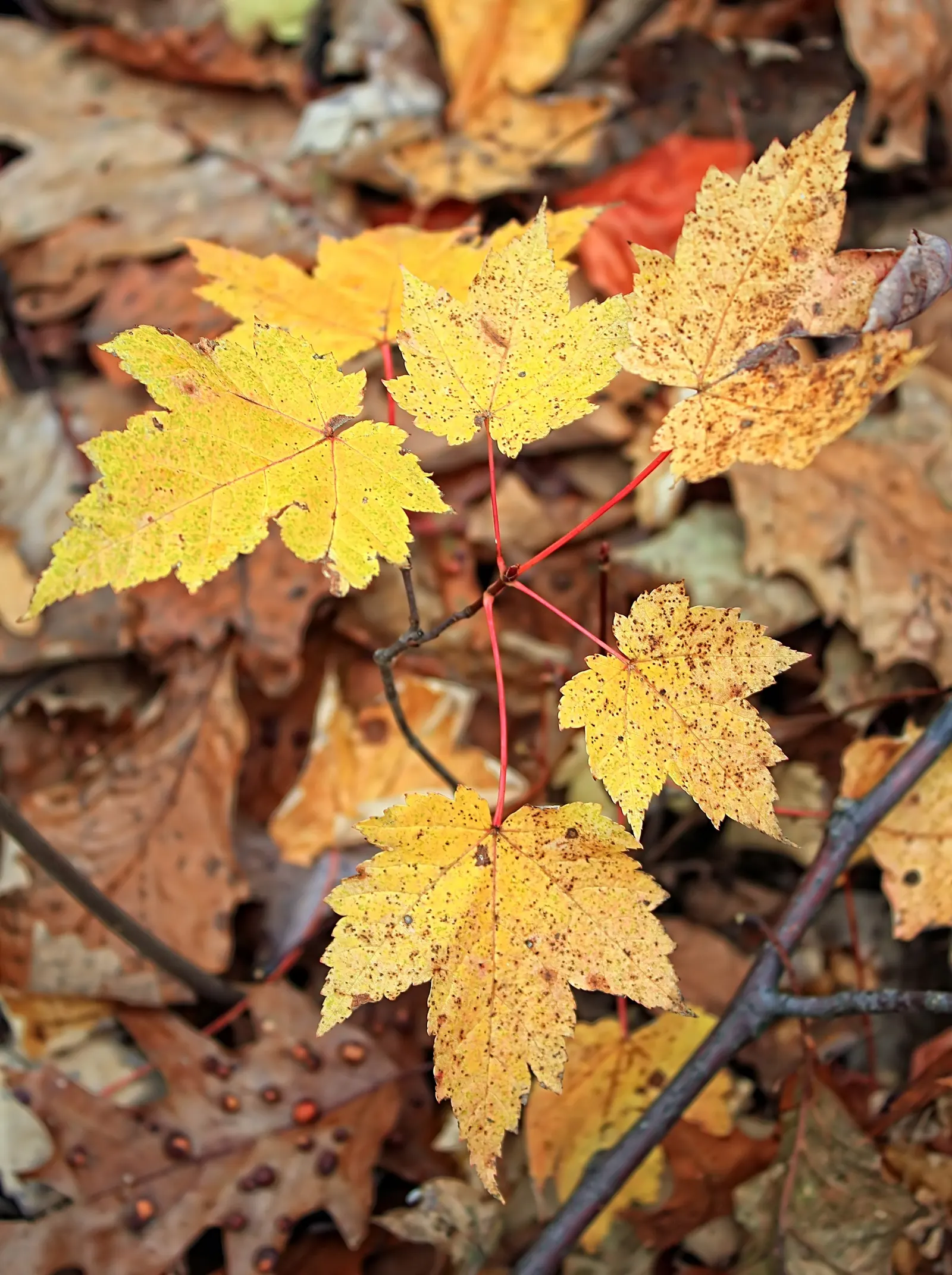 Rocky Mountain Maple (Acer Glabra) — and turn to beautiful shades of yellow