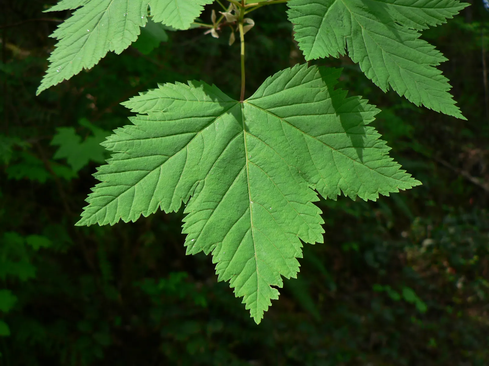 Rocky Mountain Maple (Acer Glabra) — It features a rounded canopy with slender branches and green, lobed leaves turning vibrant yellow-red in fall