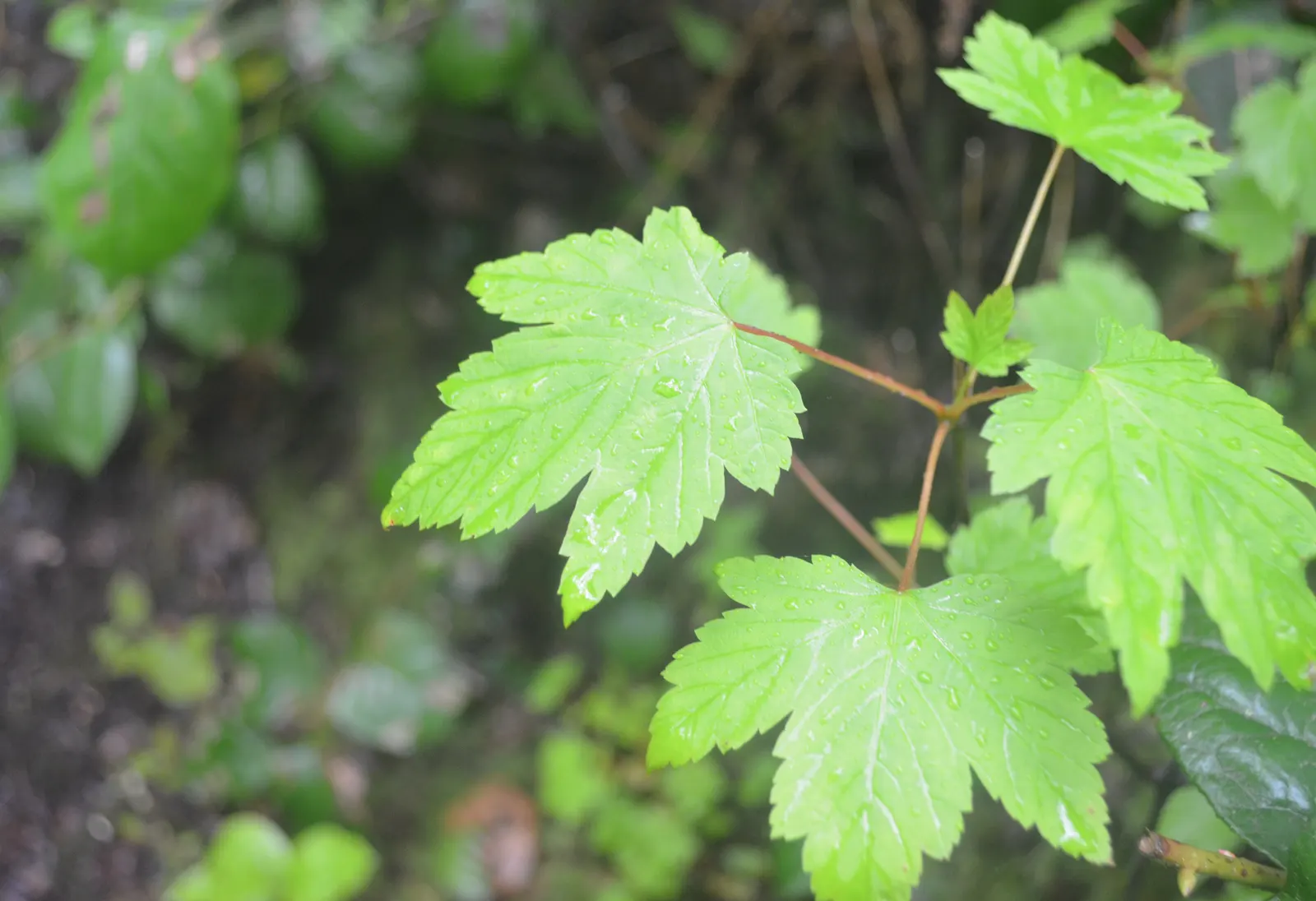 Rocky Mountain Maple (Acer Glabra) — and turn to beautiful shades of yellow; enhancing the ecological value of the landscape, image 68