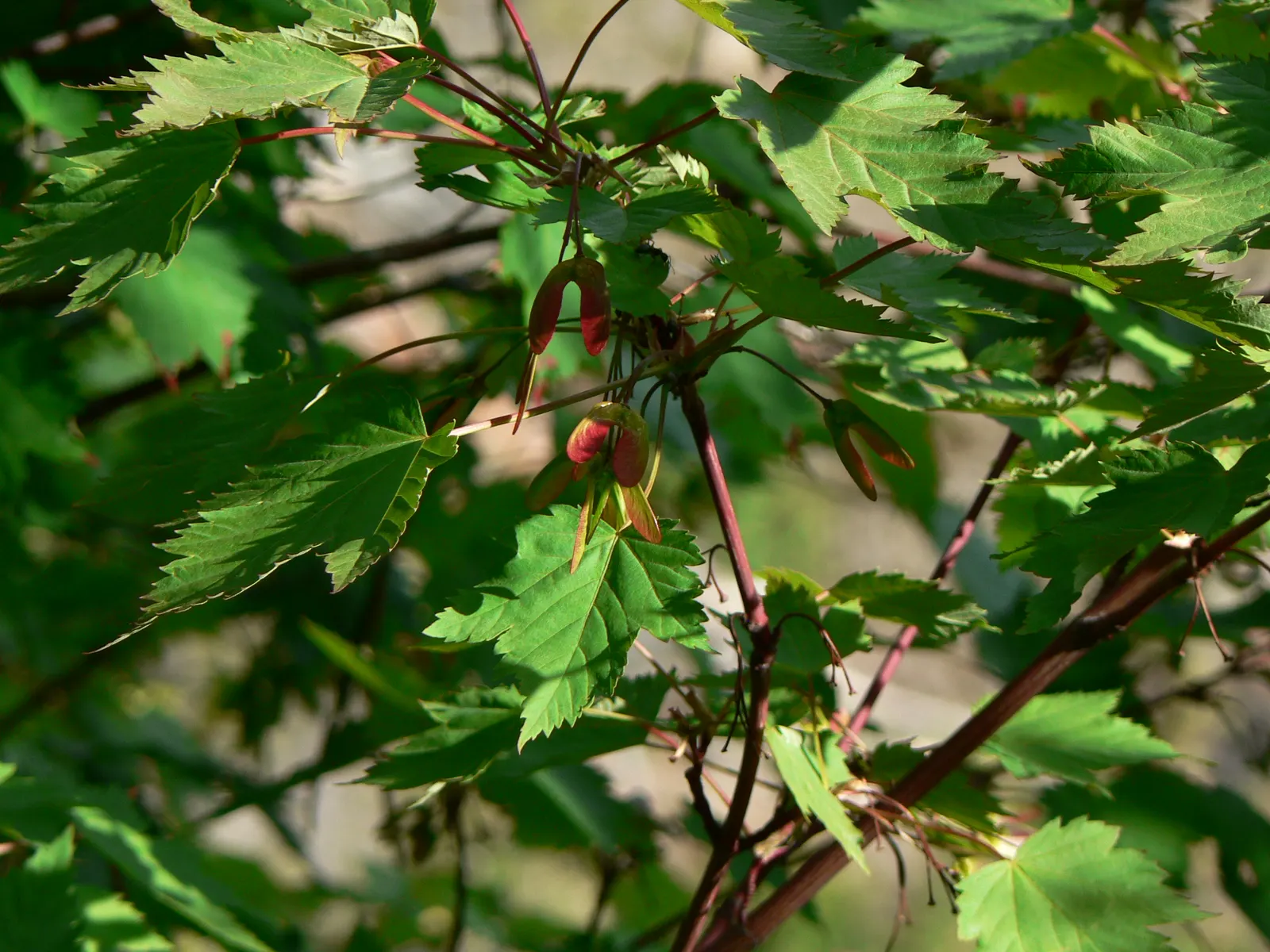 Rocky Mountain Maple (Acer Glabra) — with a comparable spread that provides an attractive; preferring zones 5-8, it thrives in well-drained soil, image 65