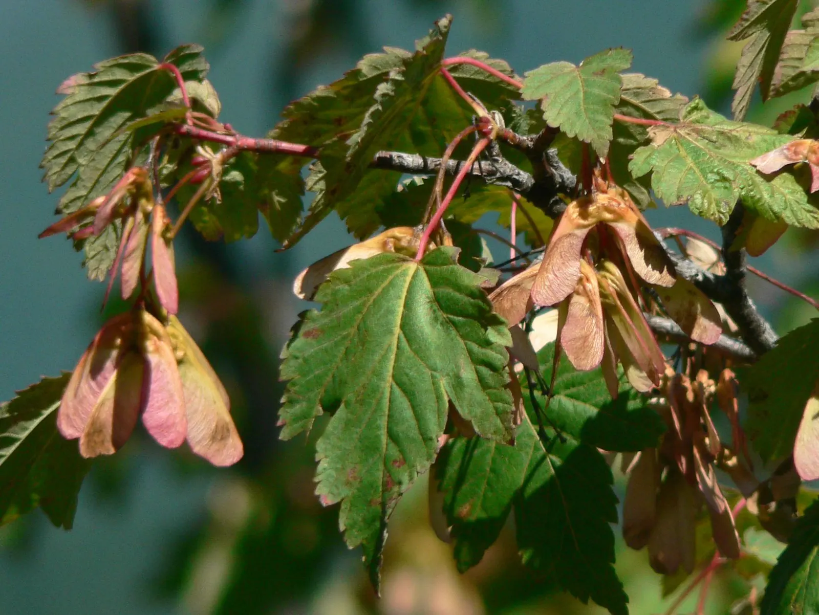 Rocky Mountain Maple (Acer Glabra) — approximately 1 inch per week; measuring 2 to 5 inches across