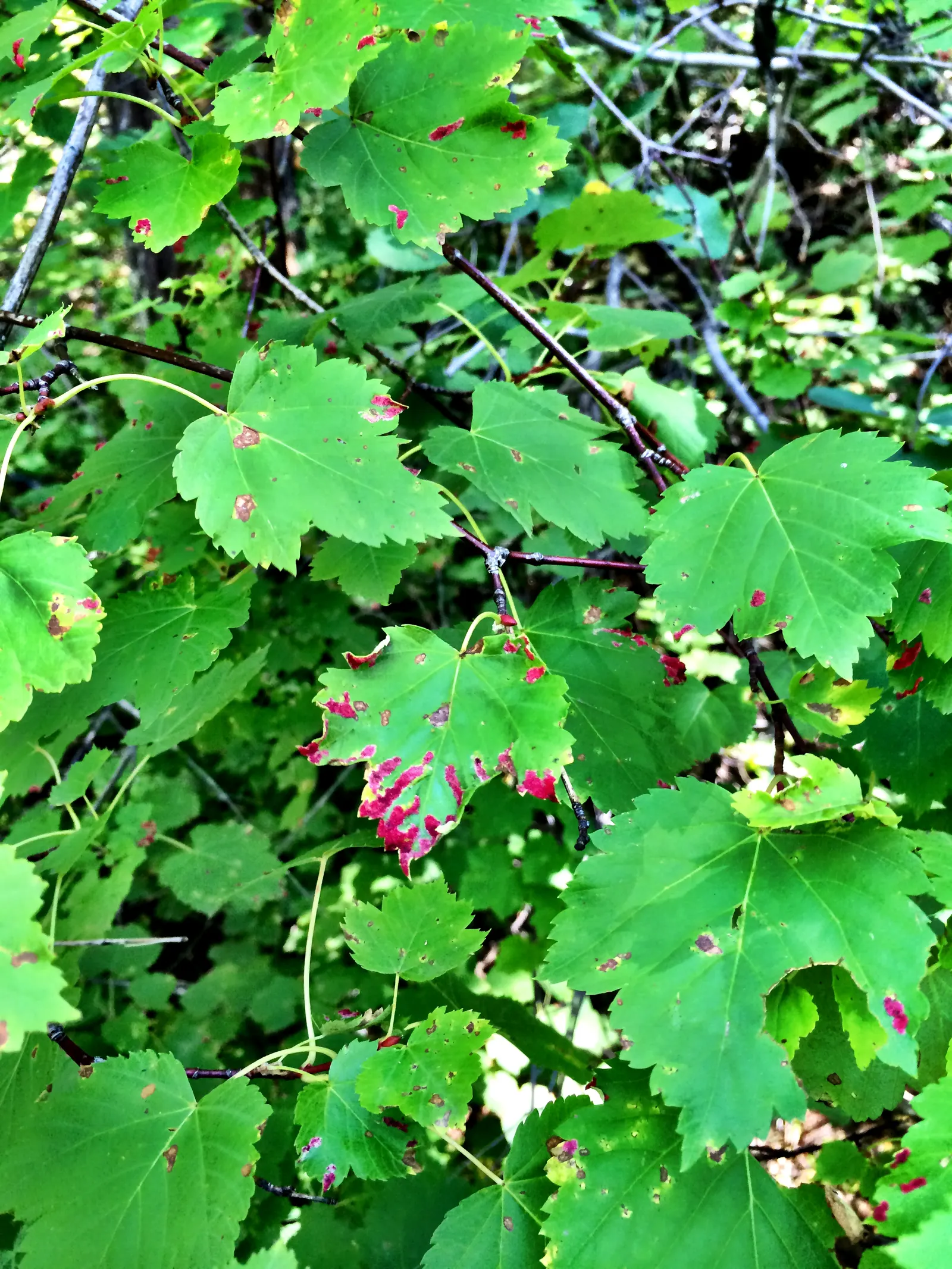 Rocky Mountain Maple (Acer Glabra) — orange and red and yellow flowers in the garden; measuring 2 to 5 inches across