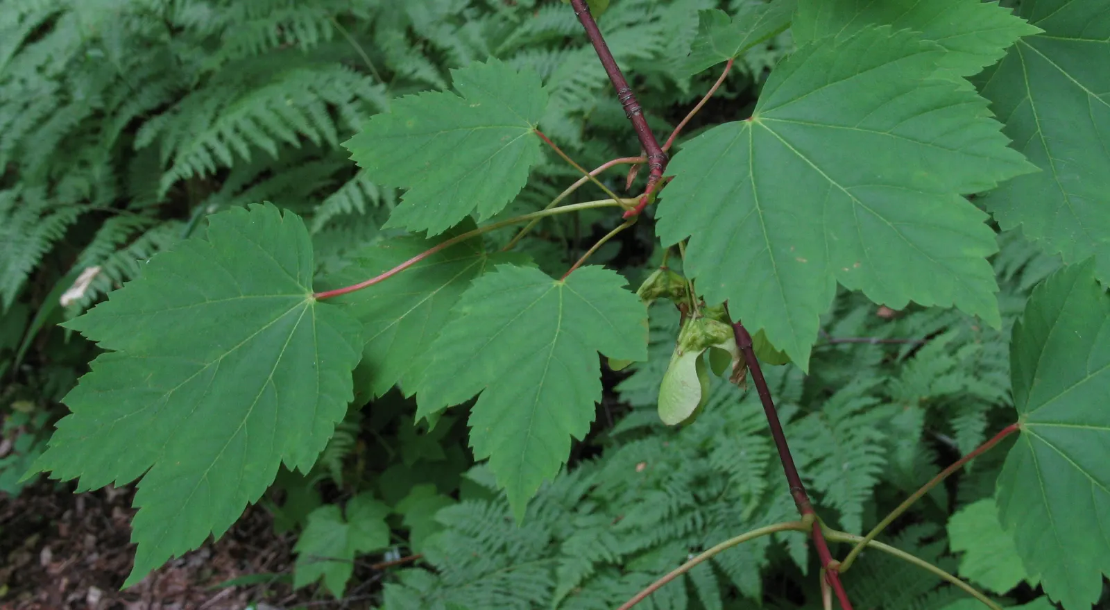Rocky Mountain Maple (Acer Glabra) — Its modest size and scenic foliage make it an excellent choice for accentuating gardens and providing shade, image 61