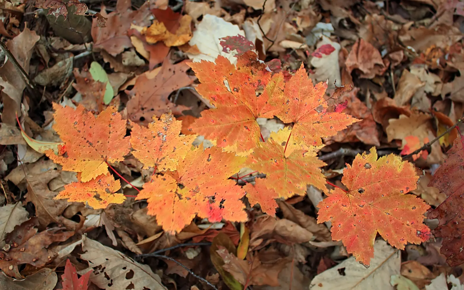 Rocky Mountain Maple (Acer Glabra) — the Rocky Mountain Maple can serve as a specimen plant or be grouped for a natural