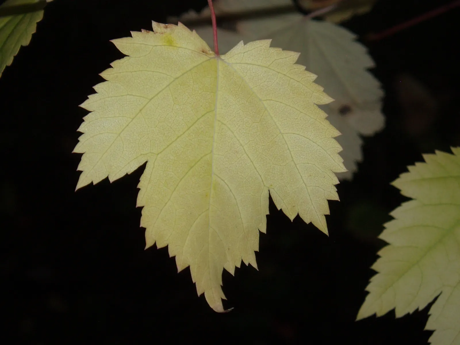 Rocky Mountain Maple (Acer Glabra) — Preferring zones 5-8, it thrives in well-drained soil and partial to full sun