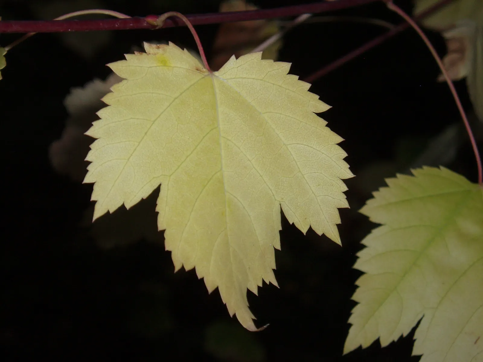 Rocky Mountain Maple (Acer Glabra) — it provides habitat and food sources for local wildlife; approximately 1 inch per week