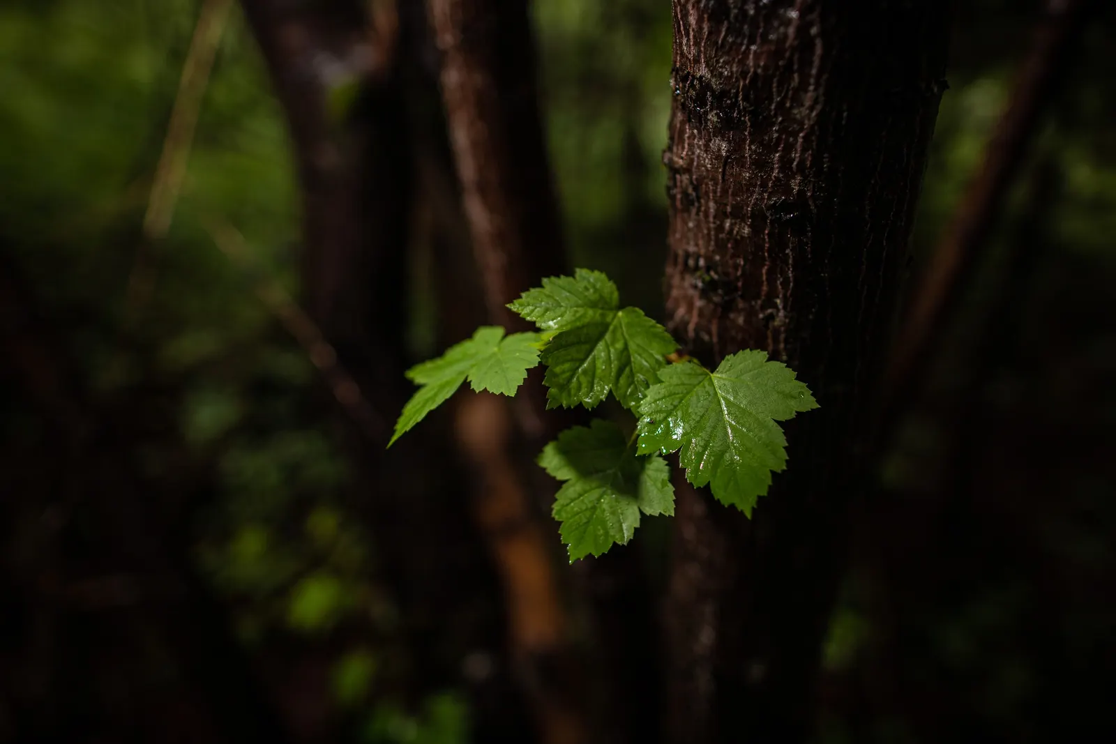 Rocky Mountain Maple (Acer Glabra) — enhancing the ecological value of the landscape