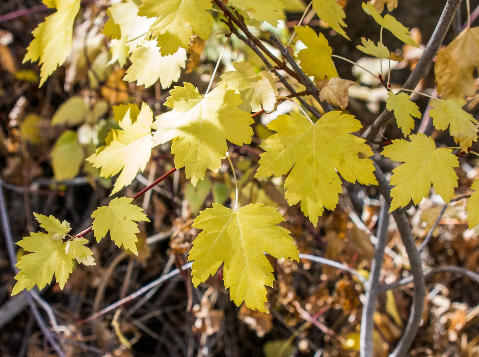 Rocky Mountain Maple (Acer Glabra) — approximately 1 inch per week