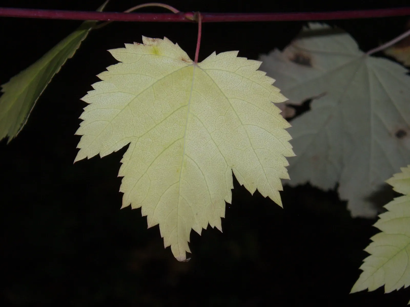 Rocky Mountain Maple (Acer Glabra) — is a versatile and resilient deciduous tree native to the mountainous regions of western North America