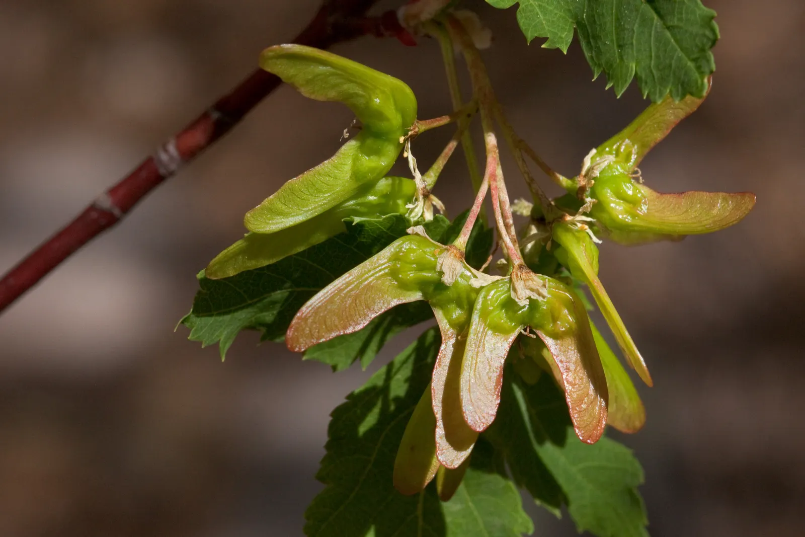 Rocky Mountain Maple (Acer Glabra) — offering a spectacular seasonal display.<br><br>Notably hardy in USDA zones 4 through 7