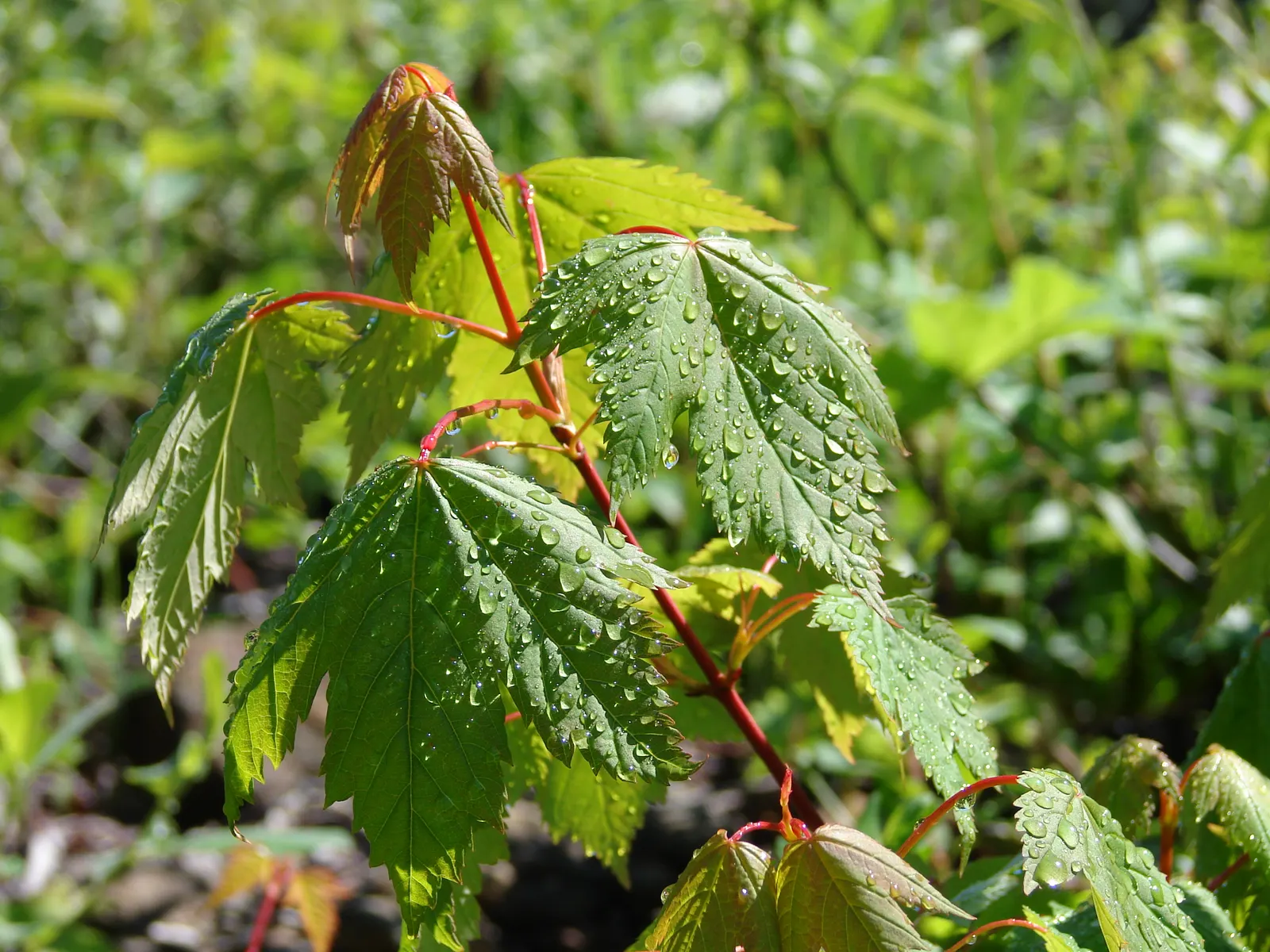 Rocky Mountain Maple (Acer Glabra) — such as birds and butterflies