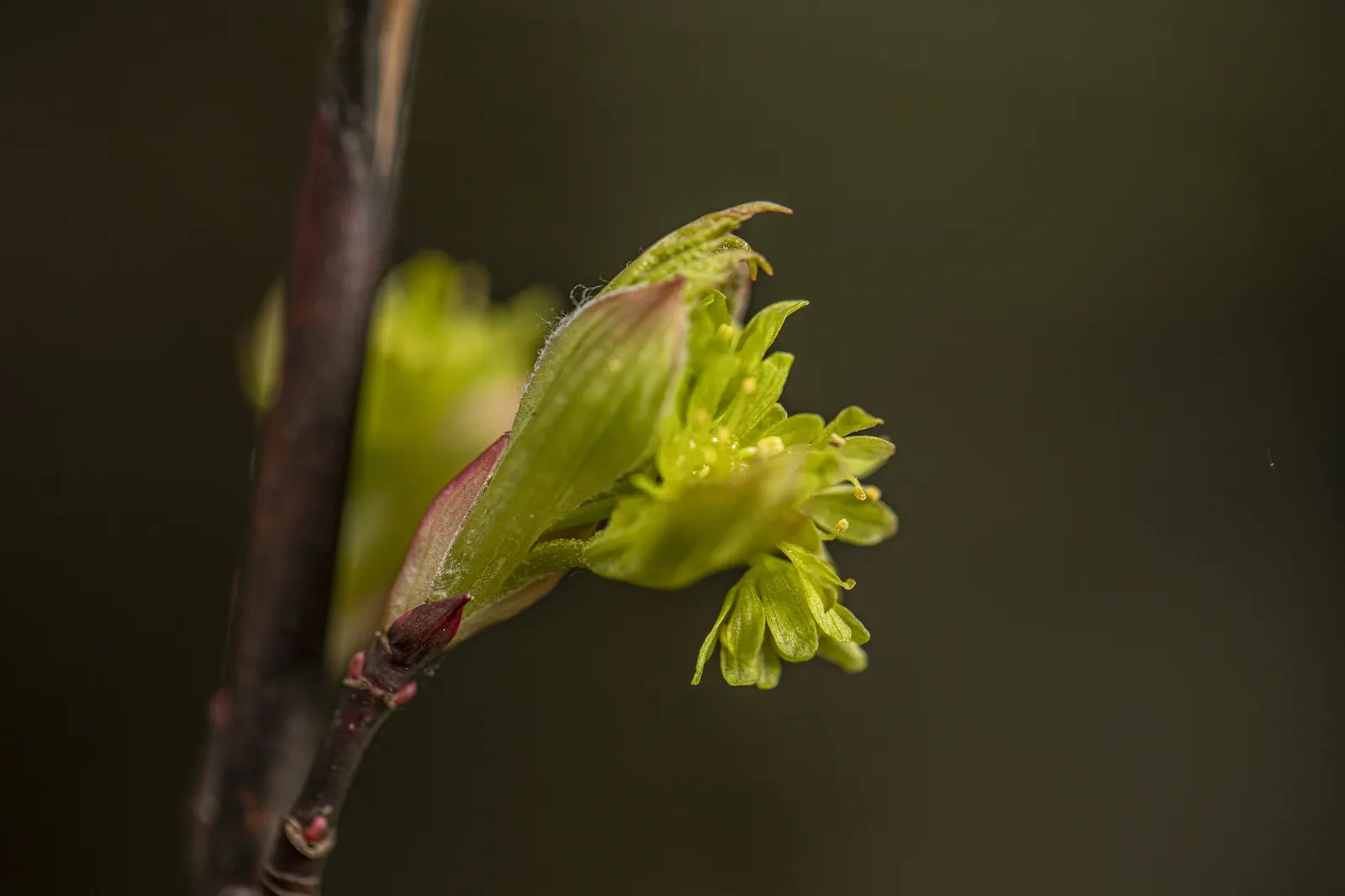 Rocky Mountain Maple (Acer Glabra) — It features a rounded canopy with slender branches and green, lobed leaves turning vibrant yellow-red in fall, image 59