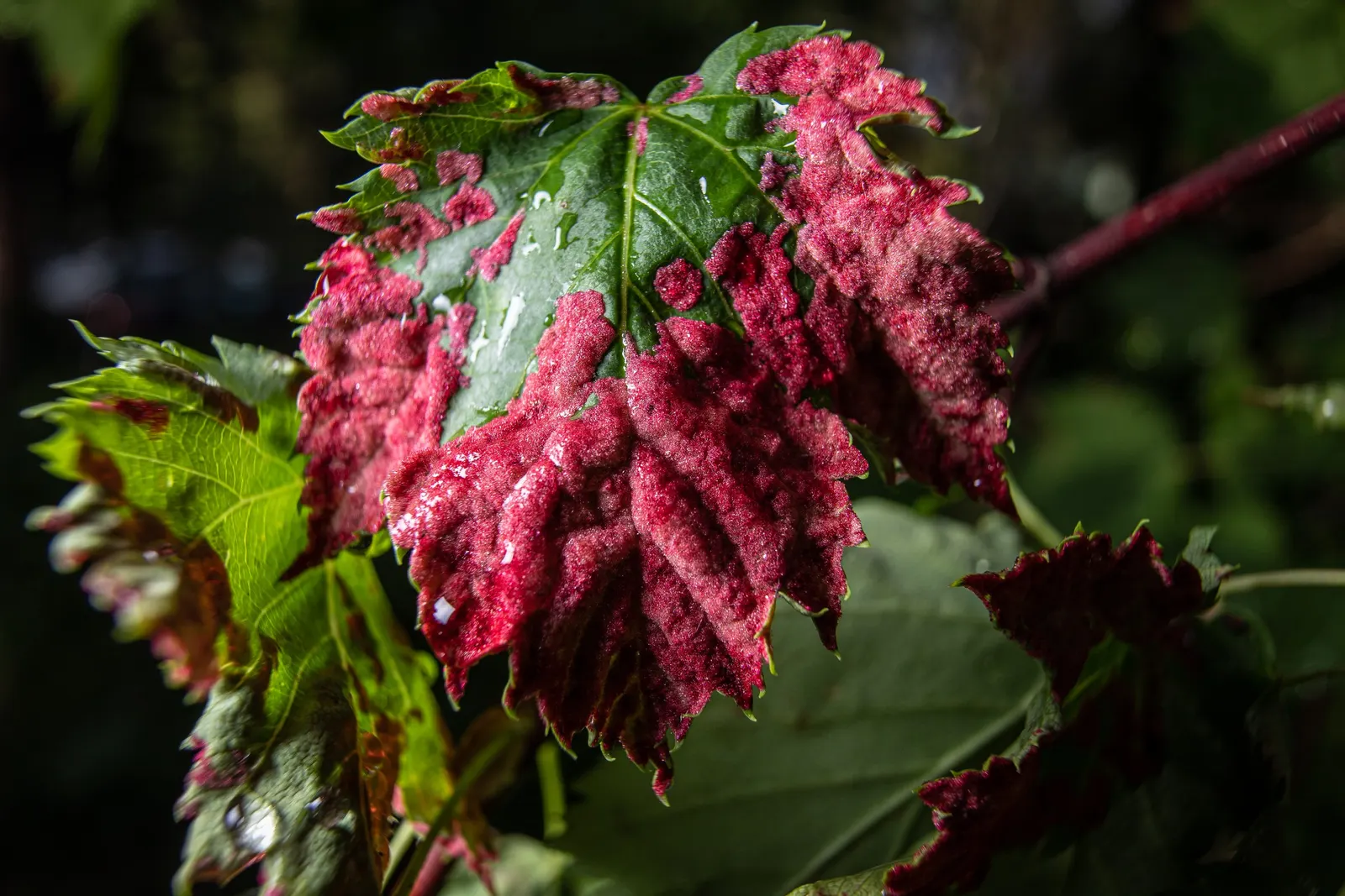 Rocky Mountain Maple (Acer Glabra) — This small to medium-sized maple typically reaches heights of 10 to 25 feet; enhancing the ecological value of the