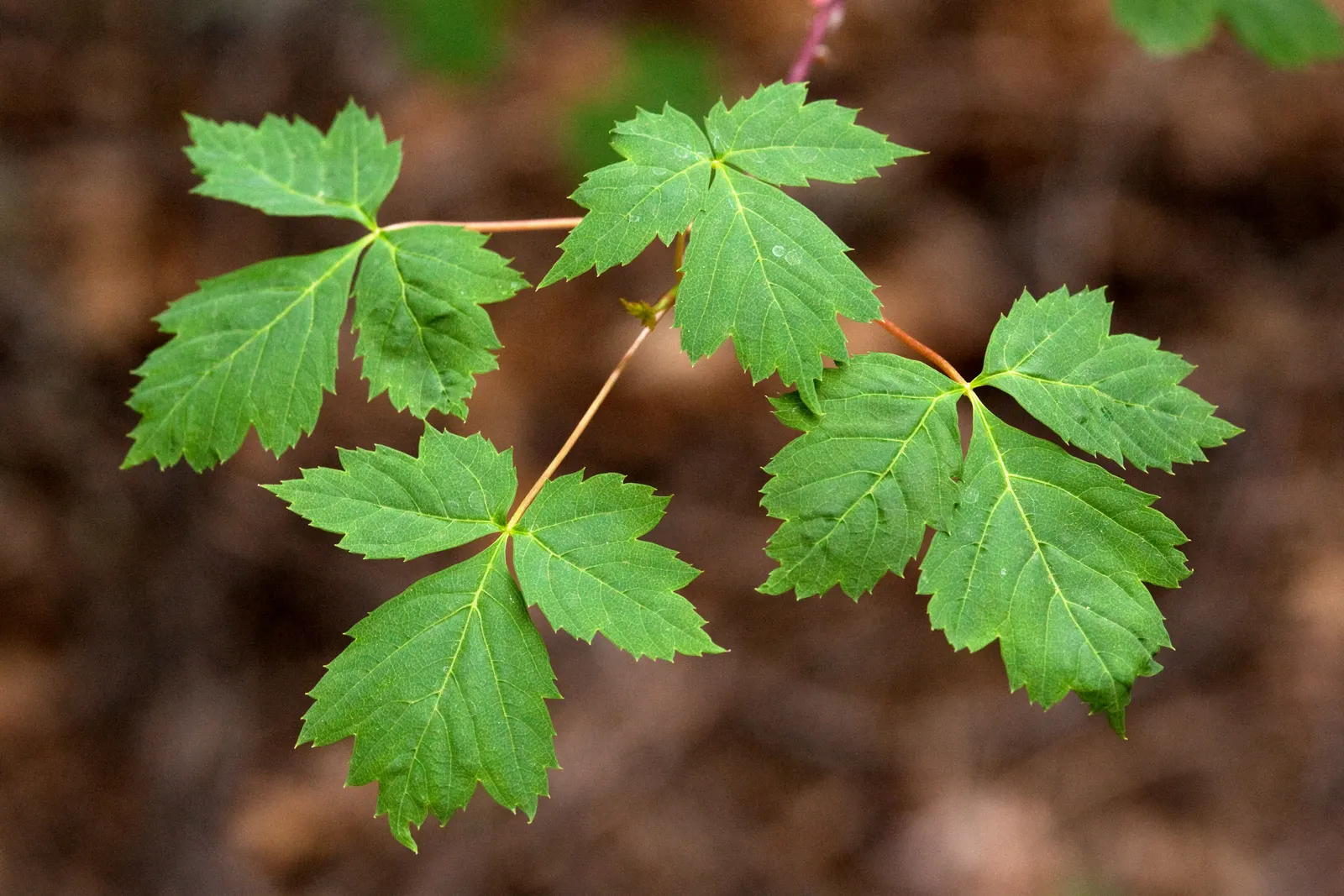 Rocky Mountain Maple (Acer Glabra) — Watering recommendations include a moderate amount; preferring zones 5-8, it thrives in well-drained soil and partial to