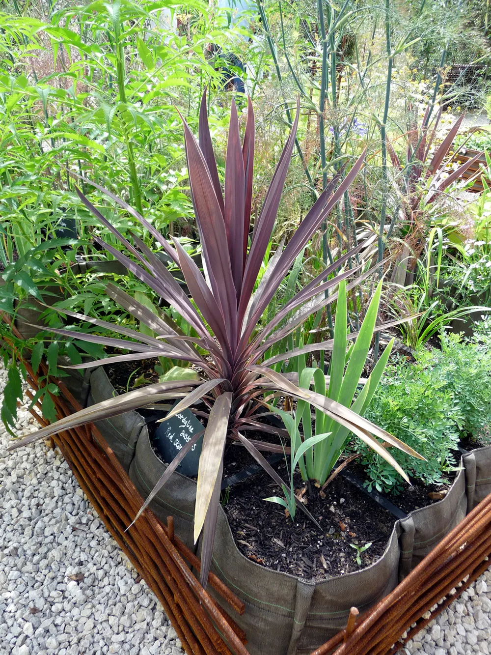 Red Star Cordyline (Cordyline 'Red Star') — rising to a height of 4-8 feet