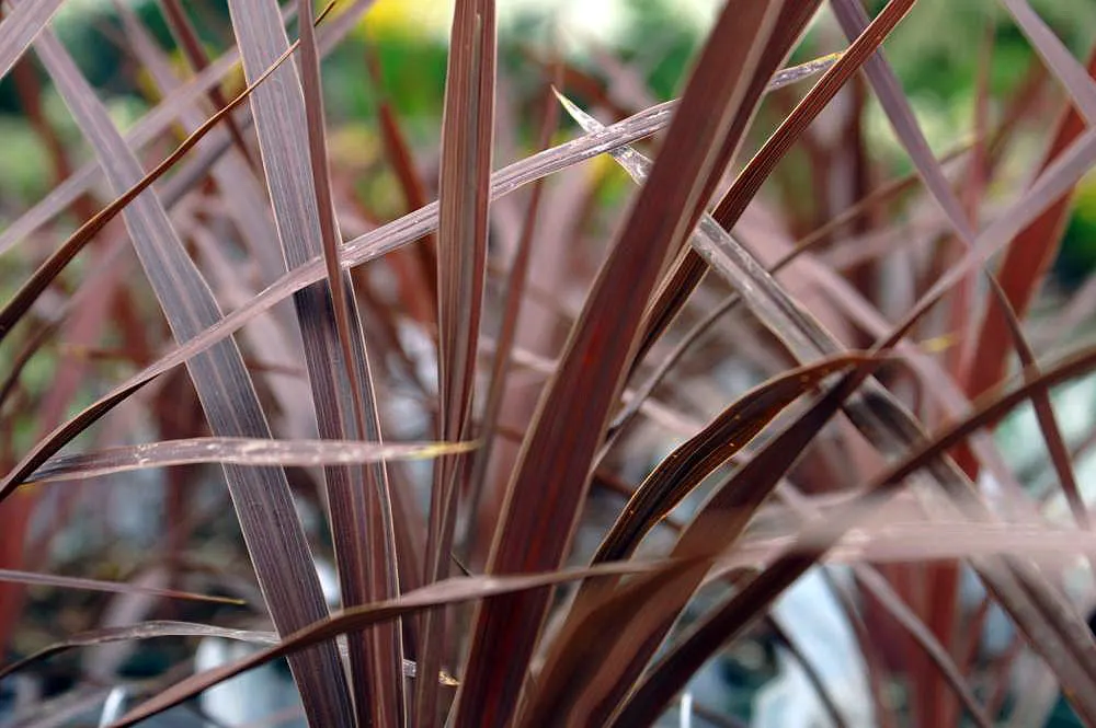 Red Star Cordyline (Cordyline 'Red Star') — with an equal spread of 2-4 feet