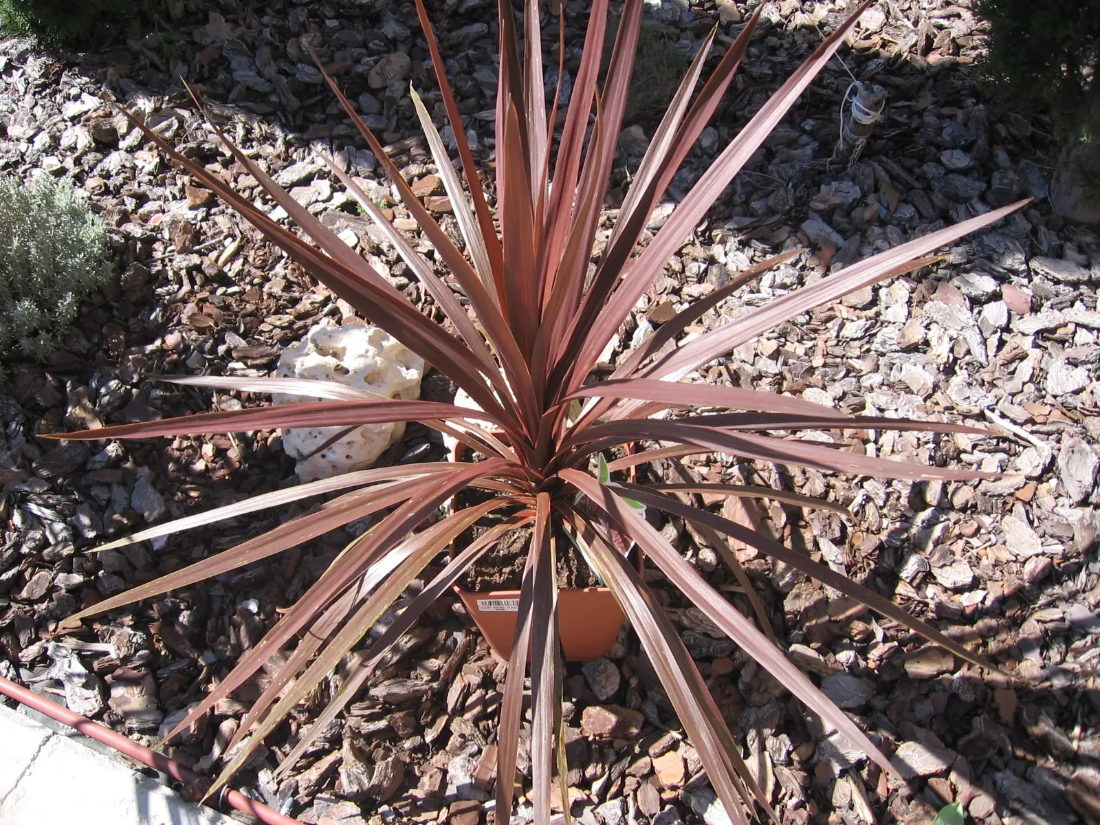 Red Star Cordyline (Cordyline 'Red Star') — this hardy specimen thrives in USDA zones 9-11 and is drought-resistant once established