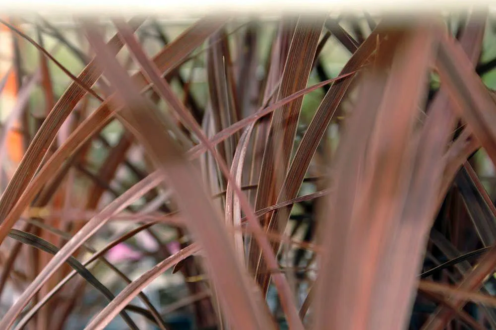 Red Star Cordyline (Cordyline 'Red Star') — Preferring well-drained soil and full sun to partial shade