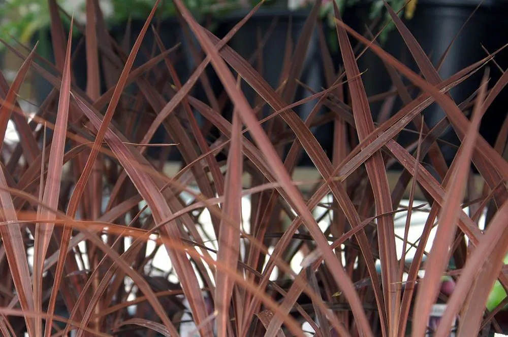 Red Star Cordyline (Cordyline 'Red Star') — commonly known as Red Star Dracaena Palm