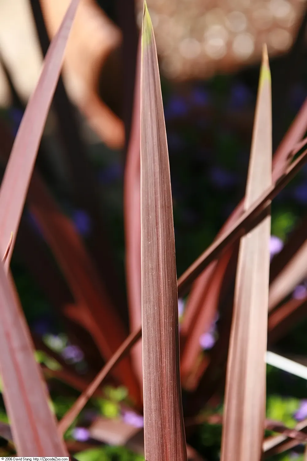 Red Star Cordyline (Cordyline 'Red Star') — Its sword-shaped, burgundy leaves add a dramatic, tropical flair to landscapes