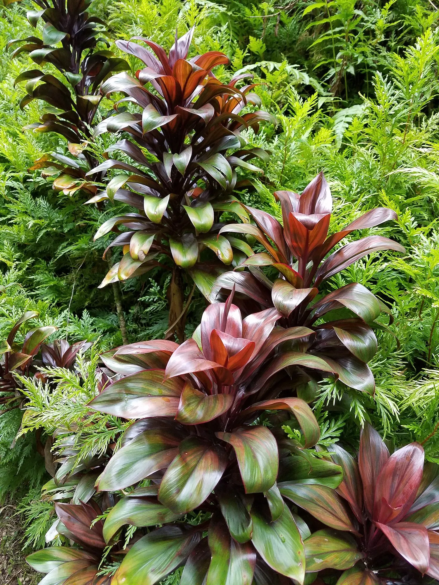 Red Star Cordyline (Cordyline 'Red Star') — It thrives best in USDA hardiness zones 9 to 11, preferring full sun to partial shade conditions