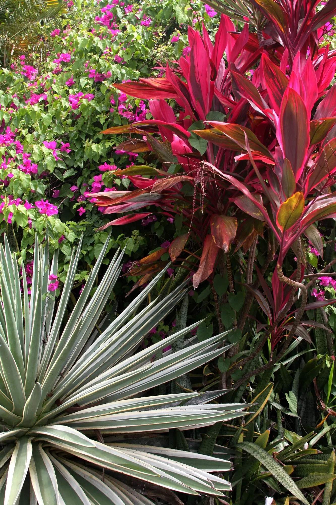 Red Star Cordyline (Cordyline 'Red Star') — With minimal watering requirements once established