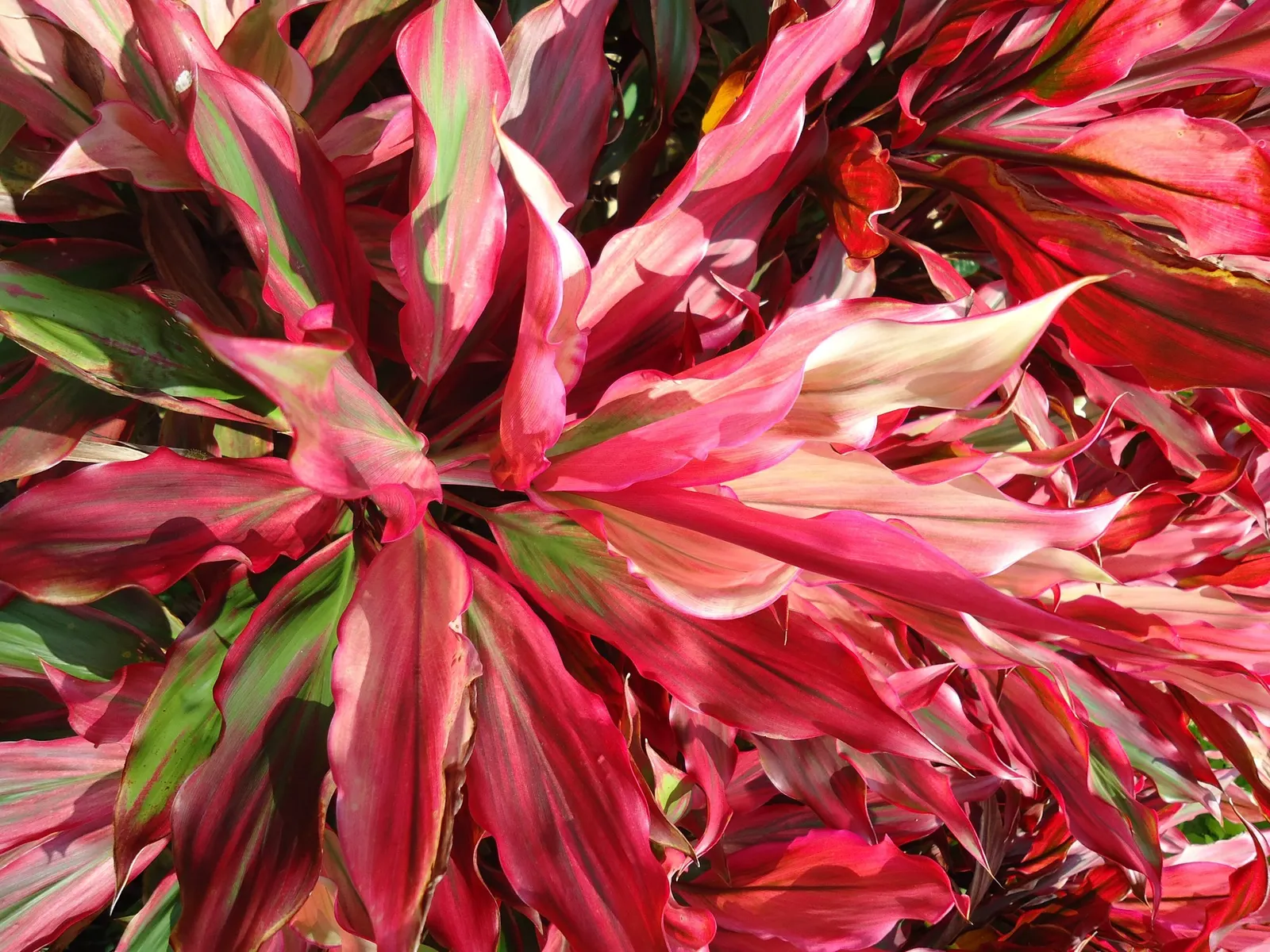 Red Star Cordyline (Cordyline 'Red Star') — but take care to avoid oversaturation as this can lead to root rot