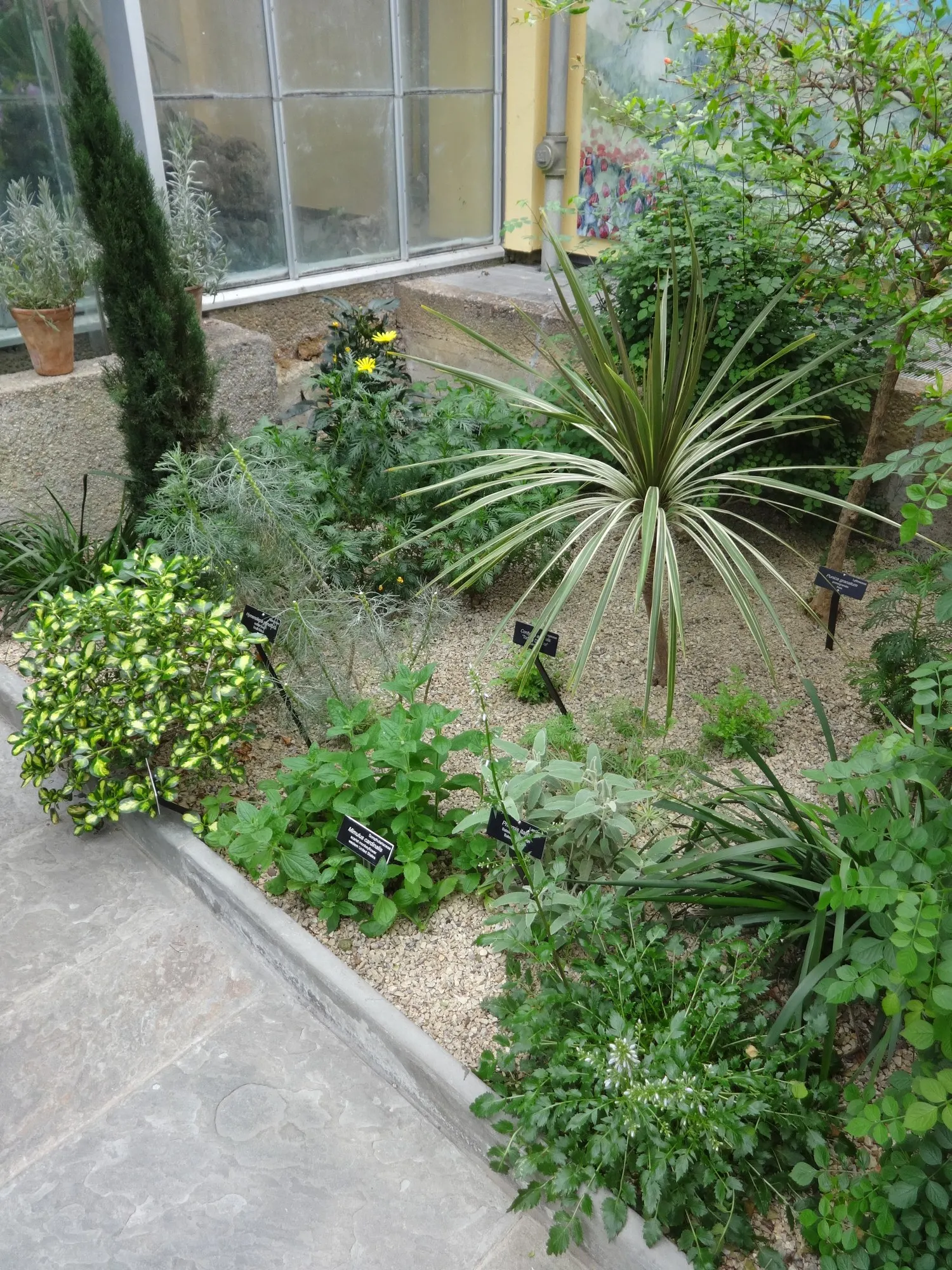 Red Star Cordyline (Cordyline 'Red Star') — the Red Star Dracaena Palm is also relatively resistant to pests