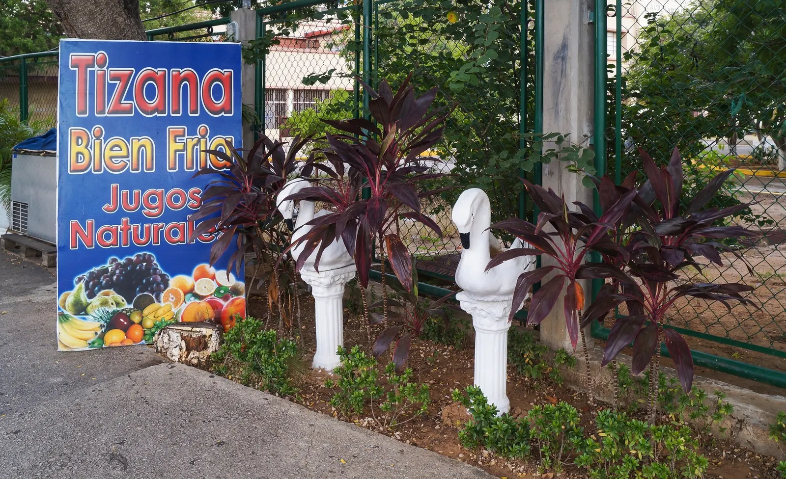 Red Star Cordyline (Cordyline 'Red Star') — While the Red Star Dracaena Palm can withstand a variety of soil types