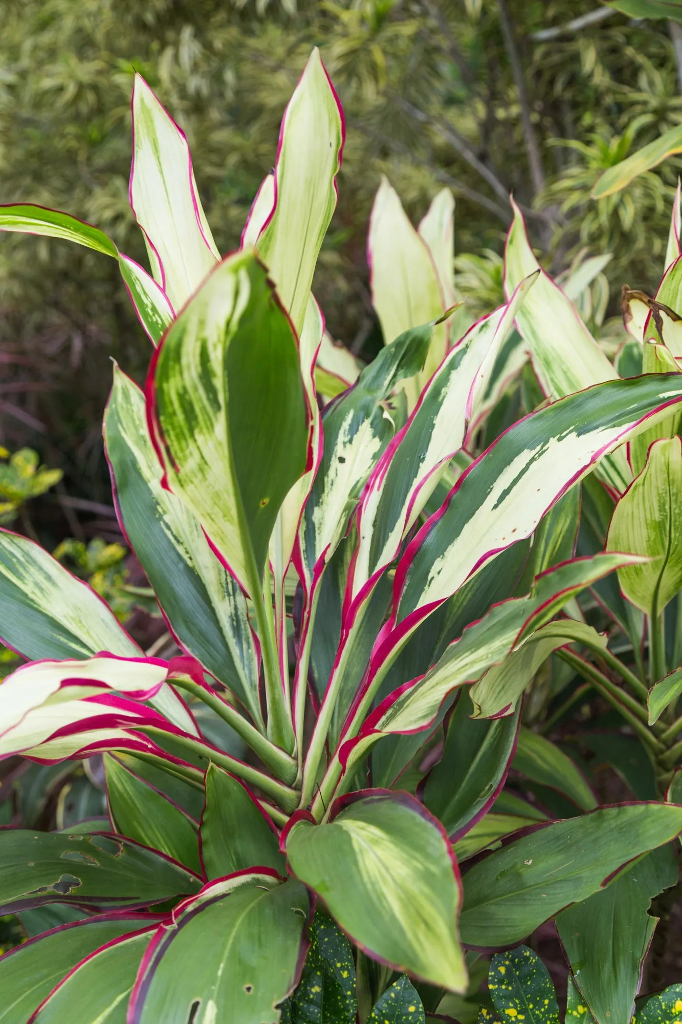 Red Star Cordyline (Cordyline 'Red Star') — presents a bold and vibrant flair to any landscape design