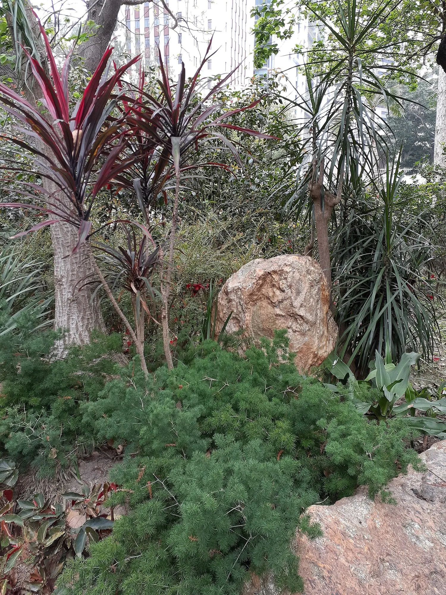 Red Star Cordyline (Cordyline 'Red Star') — evergreen perennial is known for its sword-shaped leaves that boast a rich