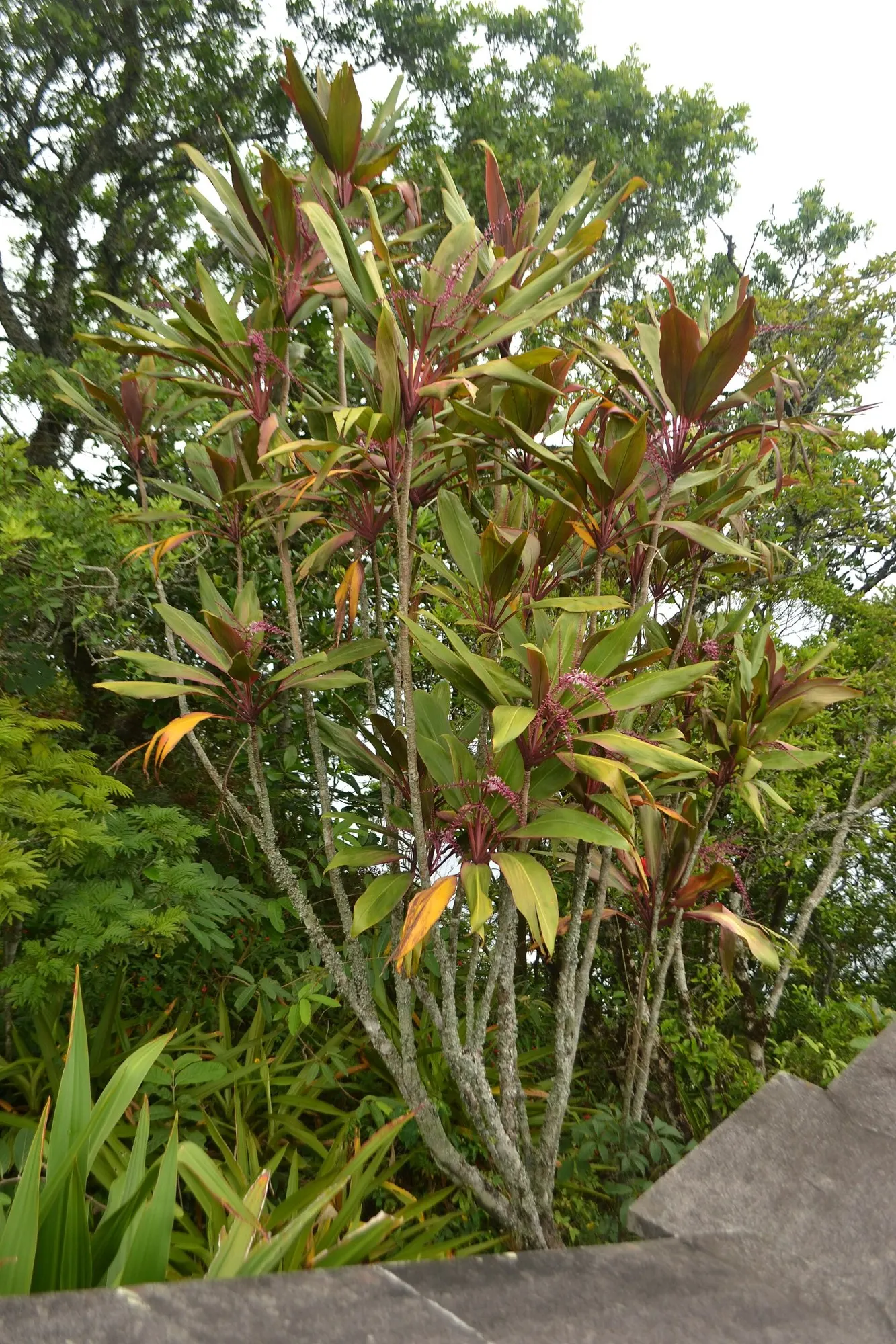 Red Star Cordyline (Cordyline 'Red Star') — making it a robust addition to the garden