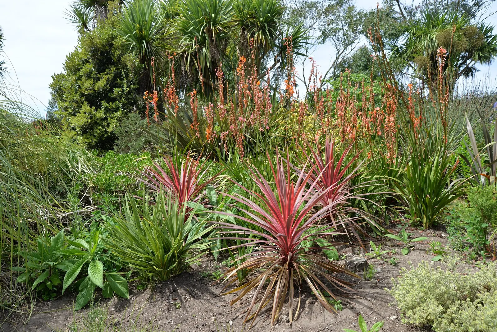 Red Star Cordyline (Cordyline 'Red Star') — commonly known as the Red Star Dracaena Palm