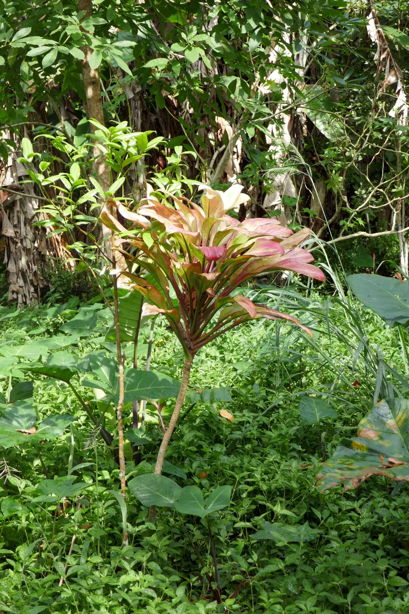 Red Star Cordyline (Cordyline 'Red Star') — it flourishes in well-drained soil