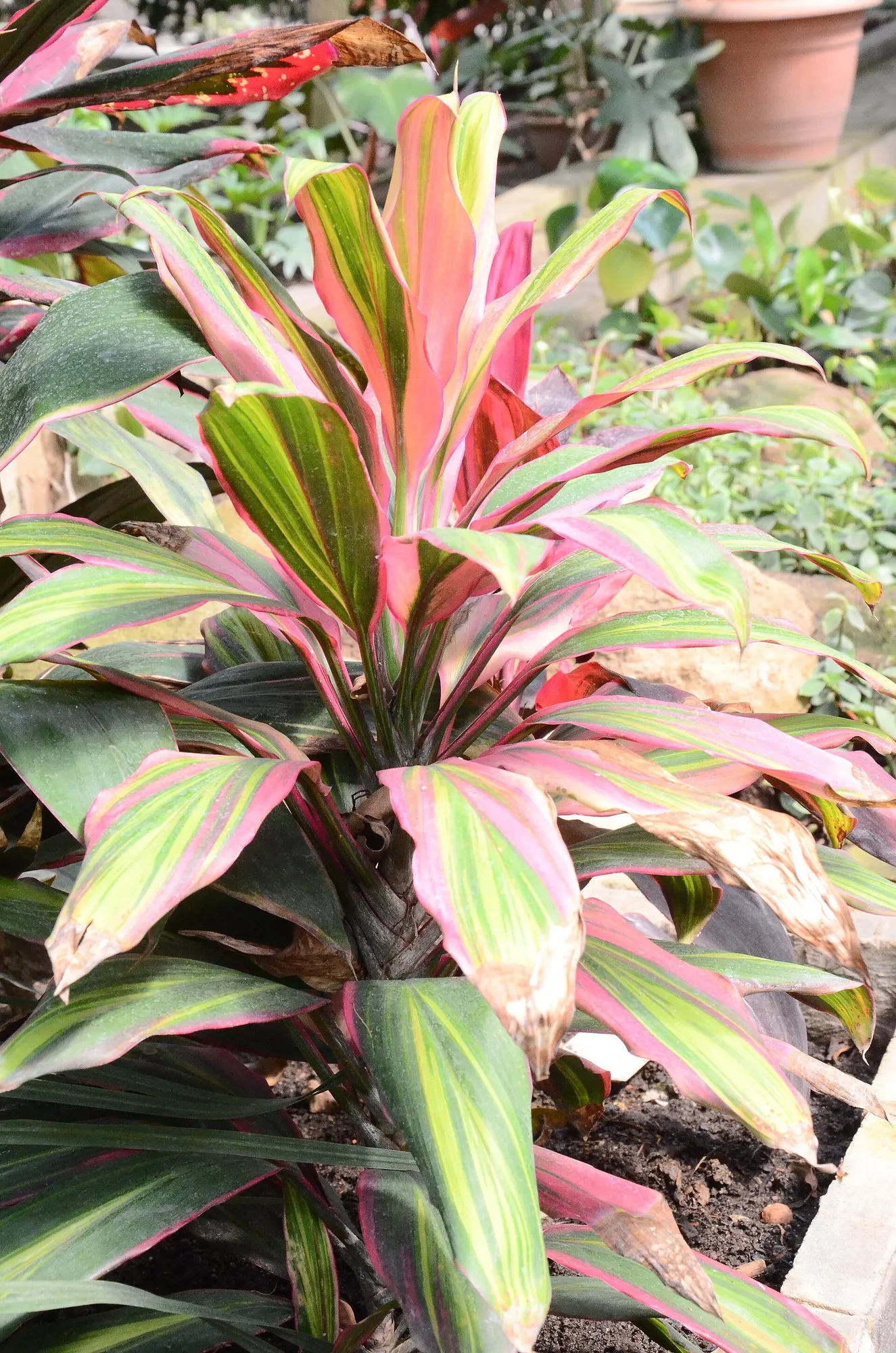 Red Star Cordyline (Cordyline 'Red Star') — especially during dry spells