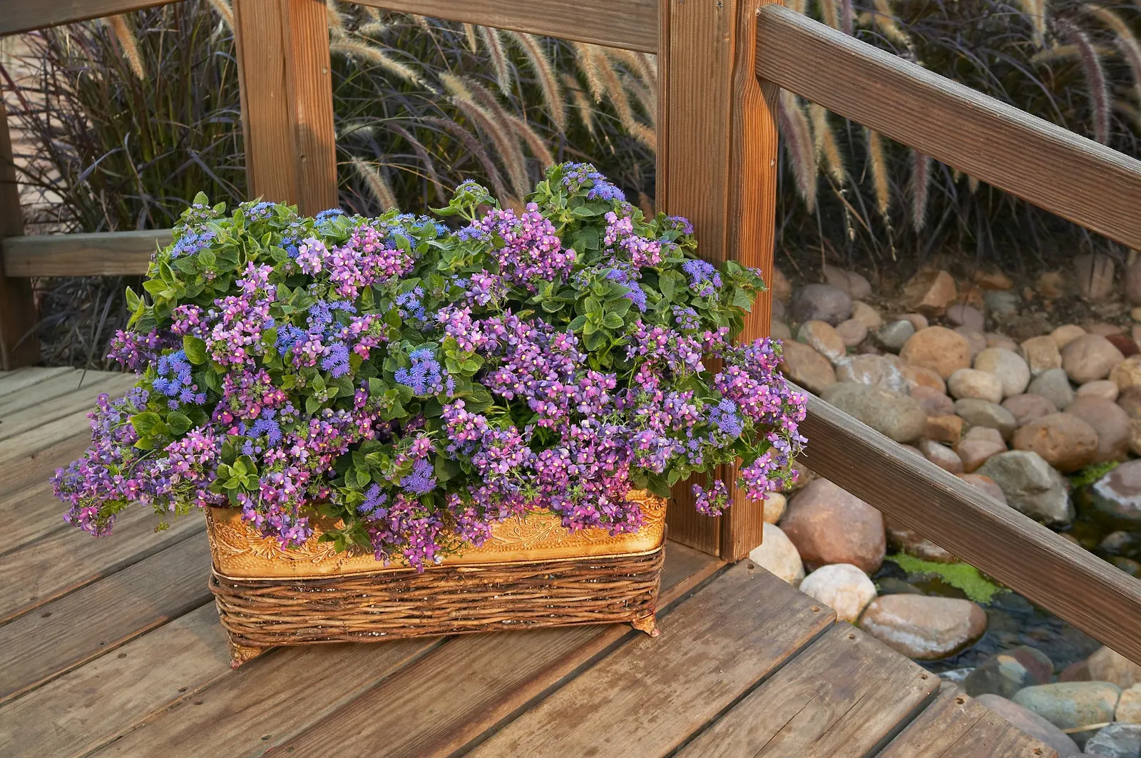 Bluebird II Nemesia (Nemesia fruticans) — A lovely filler for containers that attracts bees