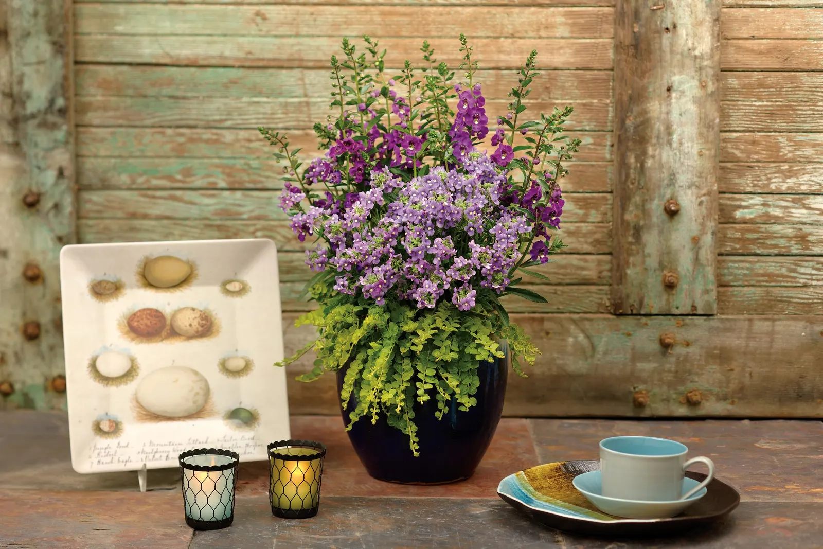 Bluebird II Nemesia (Nemesia fruticans) — is a tidy annual with fragrant blue-purple flowers held over fresh green foliage
